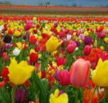 Golfview Lodge - Holiday Adelaide