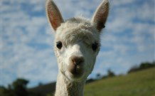 Toolond Plantation - Holiday Adelaide 2