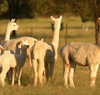 Waterfall Way Farmstay - Holiday Adelaide