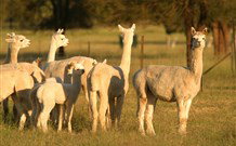 Waterfall Way Farmstay - Holiday Adelaide 0