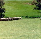 Gooromon Park Cottages - Holiday Adelaide