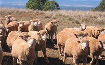 Dairy Flat Farm Holiday - Holiday Adelaide 3