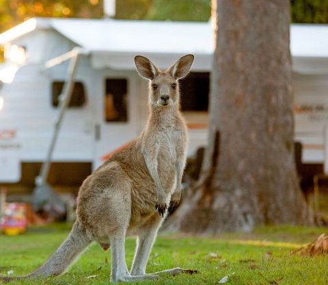 BIG4 Sunshine South West Rocks Holiday Park - Holiday Adelaide 5