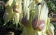 The Family Hotel - thumb 6
