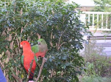 Kemeys At Mandalong - Holiday Adelaide 5