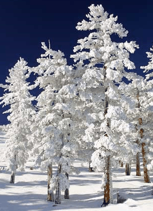 Mt Buller Apartment Management Services - Holiday Adelaide