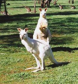 Bordertown Motel - Holiday Adelaide 1