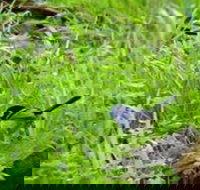 Morialta Bed And Breakfast - Holiday Adelaide