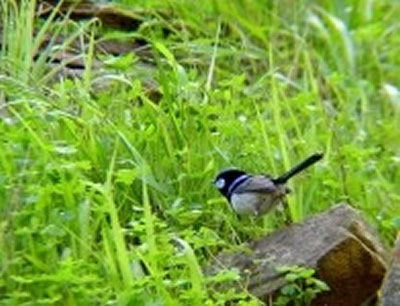 Morialta Bed And Breakfast - Holiday Adelaide 0