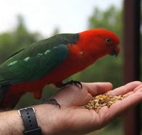 Barrington Tops Escapes - Holiday Adelaide