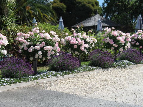 Golden Chain Wine Village Motor Inn - Holiday Adelaide 4