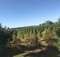 Rutherglen Christmas Trees Farm Stay - Holiday Adelaide