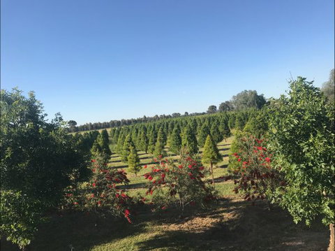 Rutherglen Christmas Trees Farm Stay - Holiday Adelaide 0