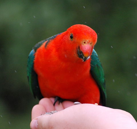 Bellthorpe Stays - Nature's Retreat - Holiday Adelaide 1
