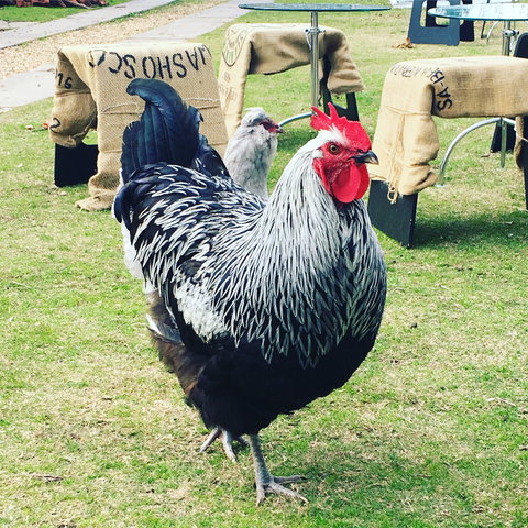 Container65 - Holiday Adelaide 4