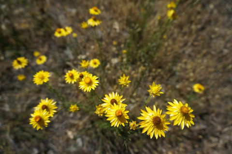 Highfield Farm And Woodland Bush Campsites - Holiday Adelaide 3