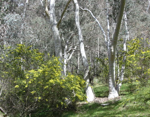 Highfield Farm And Woodland Bush Campsites - Holiday Adelaide 4