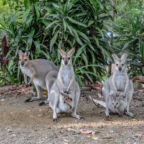 Maleny Country Cottages - Holiday Adelaide 9