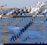 Pelican Perch Retreat - Holiday Adelaide