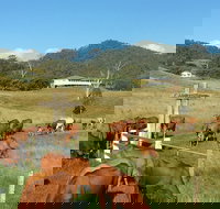 Farringdon Homestead - Holiday Adelaide