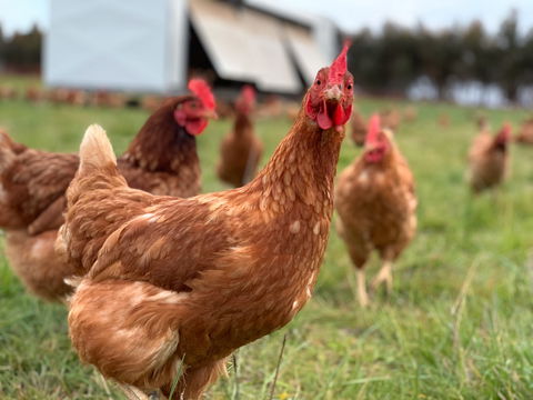 Rocklea Farm - Holiday Adelaide 1