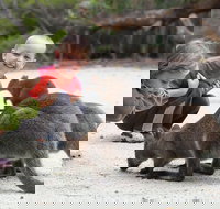 The Patriarch Wildlife Sanctuary Camping Ground - Holiday Adelaide