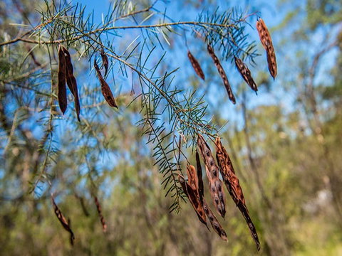 Finchley Campground - Holiday Adelaide 1