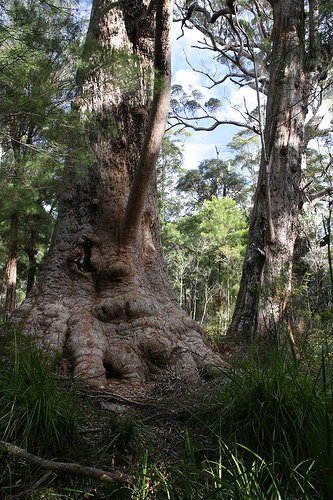 Valley Of The Giants Cottage - Holiday Adelaide 0
