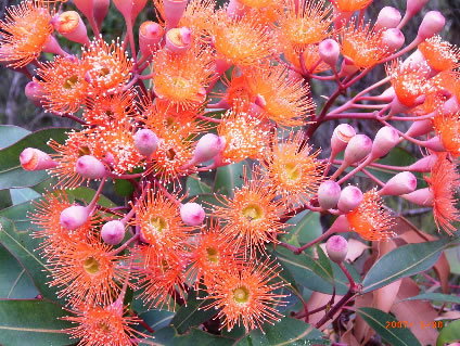 Nutkin Lodge - Holiday Adelaide 5