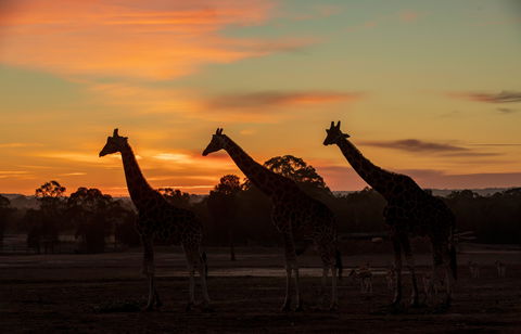 Zoofari Lodge, Taronga Western Plains Zoo Dubbo - Holiday Adelaide 1