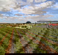 1837 Barossa Luxury Vineyard Cottages