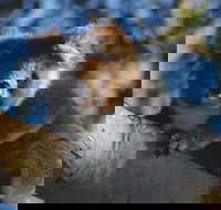 Bimbi Park Camping Under Koalas - Holiday Adelaide