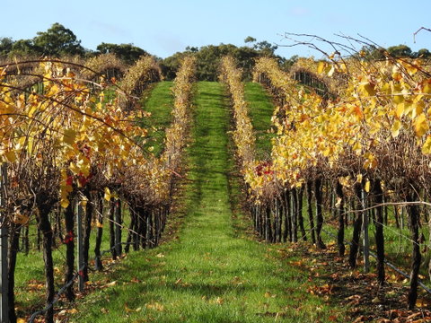 Miners Ridge Vineyard Railway Carriage B&B - Holiday Adelaide 1