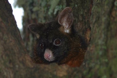 Newry Park Cottage - Holiday Adelaide 2