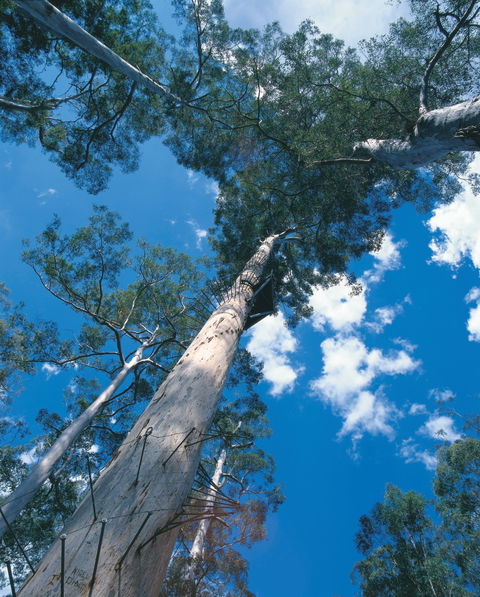 Drafty's Camp At Warren National Park - Holiday Adelaide 2