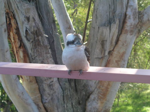 Kookaburra Dreaming - Holiday Adelaide 0