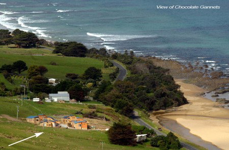 Chocolate Gannets - Holiday Adelaide 1