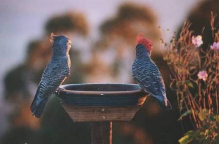 Lyrebird Cottages - Holiday Adelaide 2