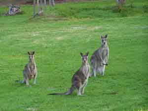 Sunway Farm B And B And Tours - Holiday Adelaide 1