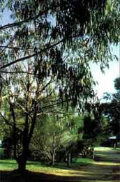 Mallacootas Shady Gully Caravan Park - Holiday Adelaide 0