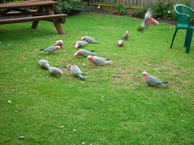 Apollo Bay Backpackers - Holiday Adelaide 4