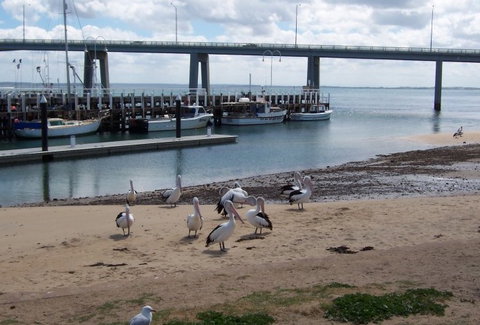 BIG4 Phillip Island Caravan Park - Holiday Adelaide 5