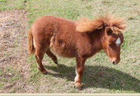 Adriana's Bed & Breakfast Country Retreat - Holiday Adelaide 2