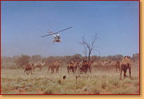 Kings Creek Station - Holiday Adelaide 2