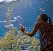 The Aquarium of Western Australia - Holiday Adelaide