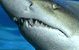 The Aquarium Of Western Australia - thumb 2
