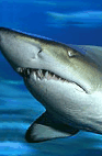 The Aquarium Of Western Australia - Holiday Adelaide 2