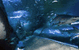 The Aquarium Of Western Australia - thumb 3