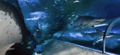 The Aquarium Of Western Australia - Holiday Adelaide 3