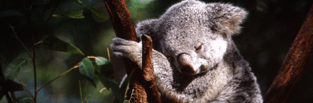 Koala and River Cruise by Mirimar Cruises - Holiday Adelaide